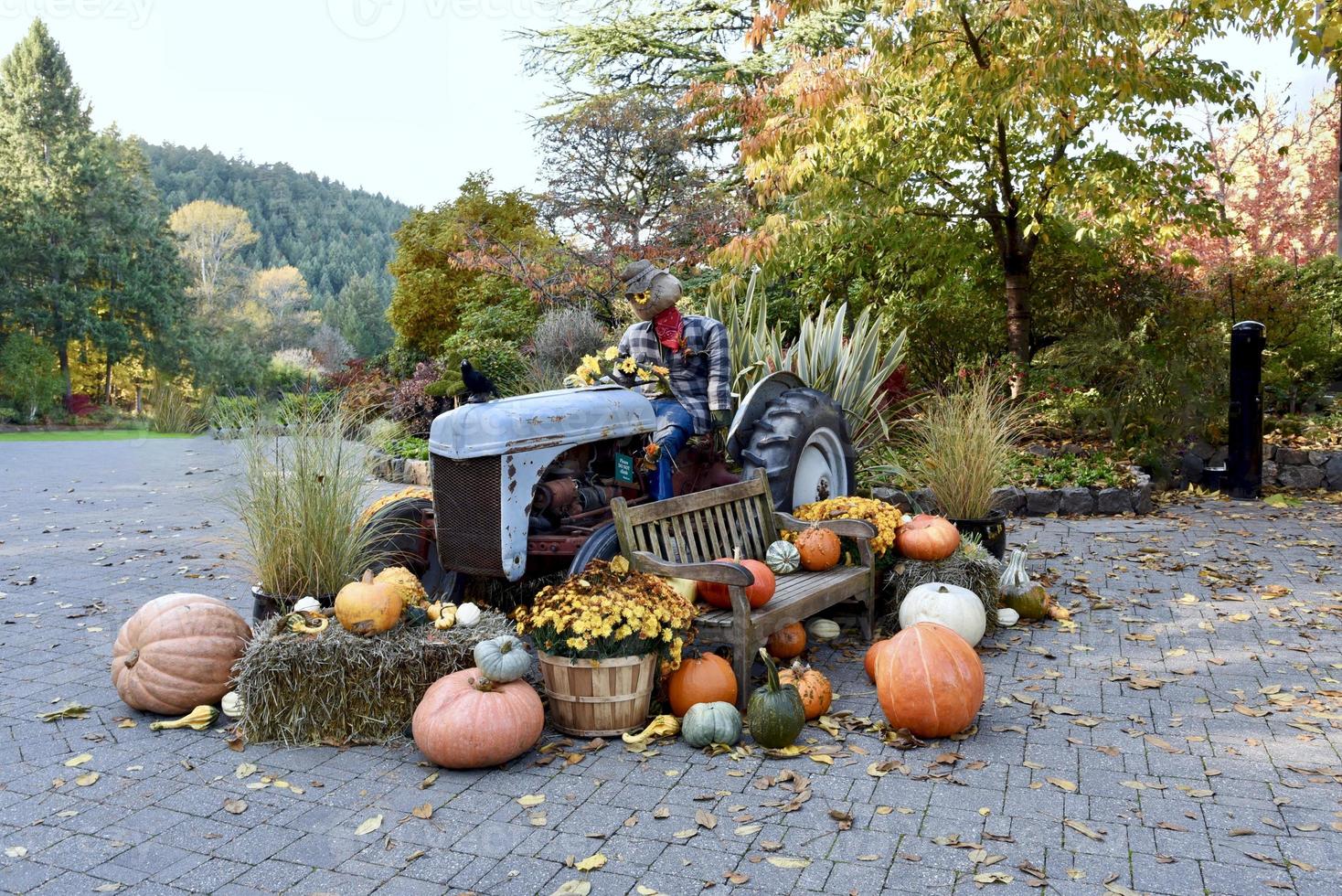 Pumpkins Gourds and a Scarecrow on a Tractor photo