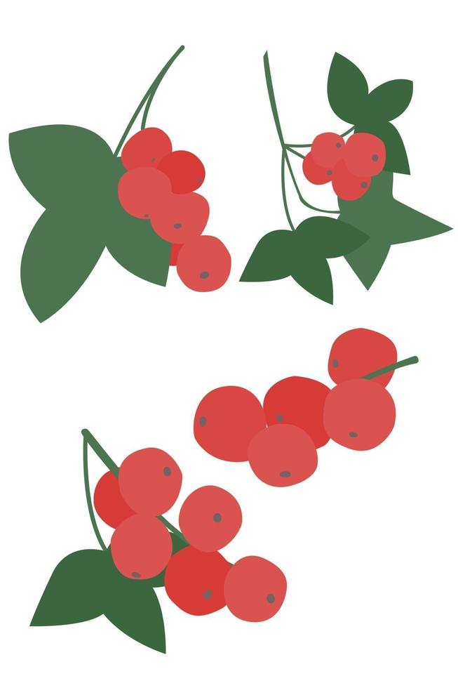 Set of red currant berries isolated on a white background. vector