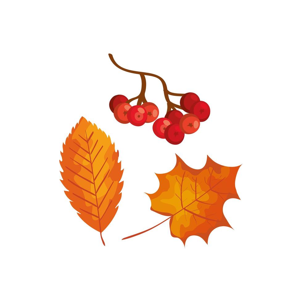 season autumn leafs with fruits isolated icon vector