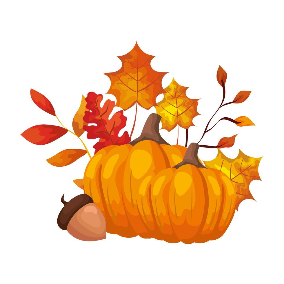 season autumn pumpkinn with nut and leafs vector