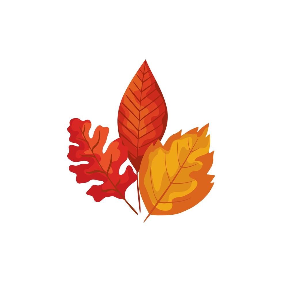 season autumn leafs isolated icon vector