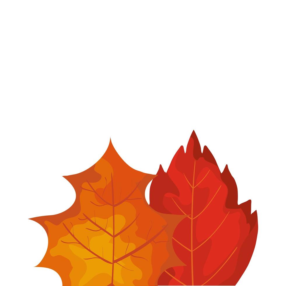 season autumn leafs isolated icon vector