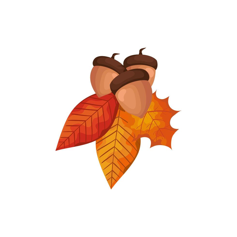 season autumn leafs with nuts isolated icon vector