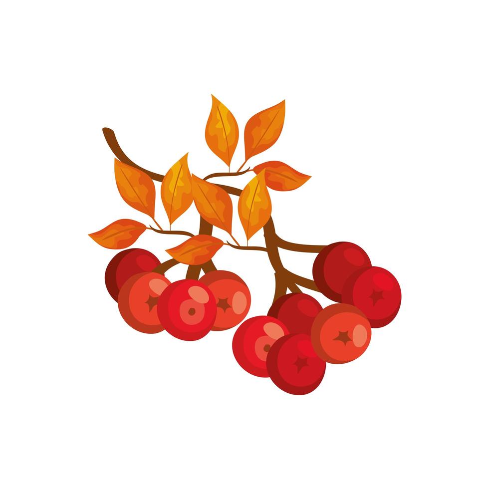 season autumn leafs with fruits isolated icon vector