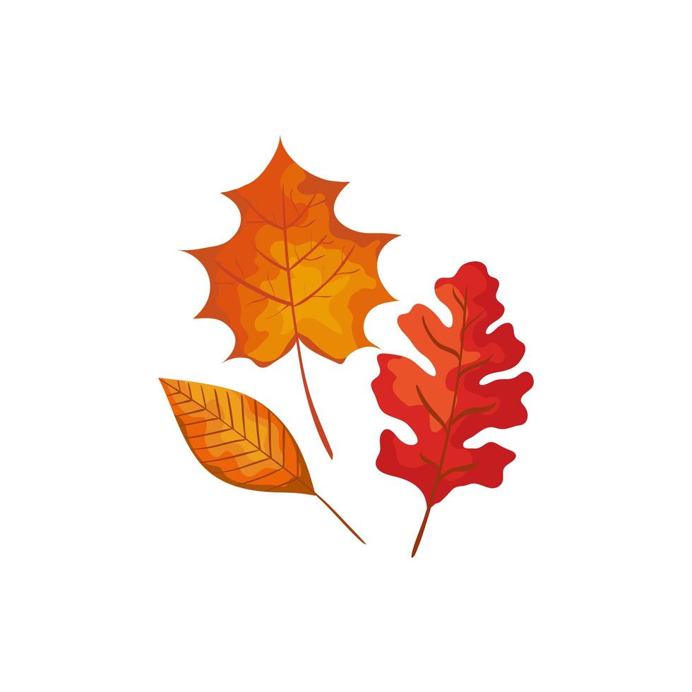 season autumn leafs isolated icon vector