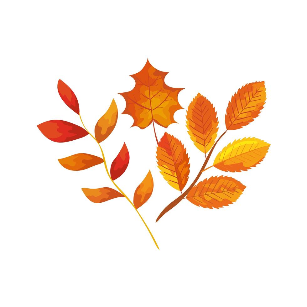 season autumn branches with leafs vector