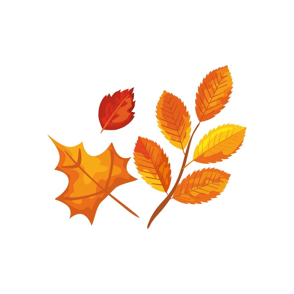 season autumn branch with leafs vector