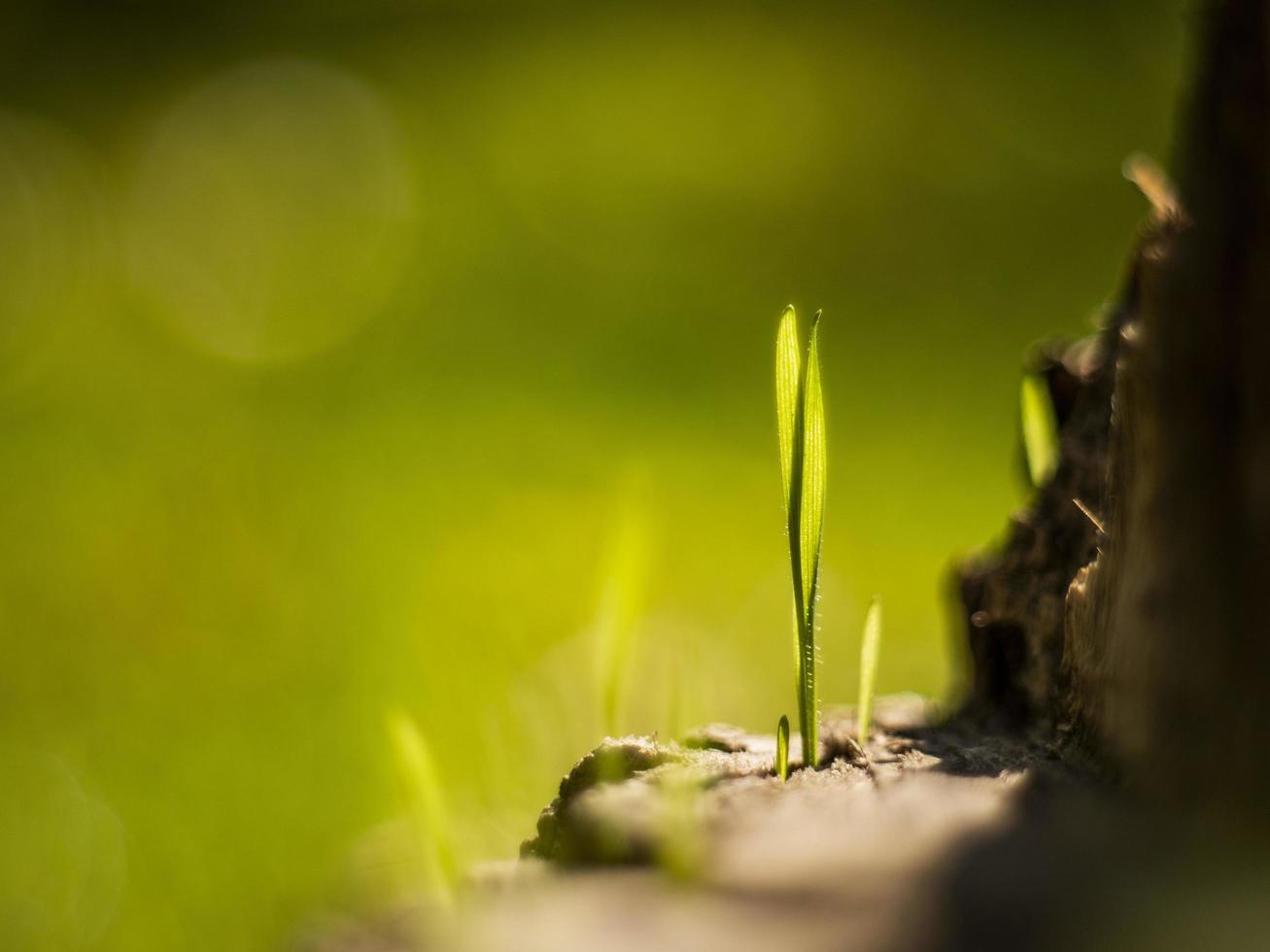 Closeup brotes de hierba joven sobre un tocón de madera seca foto