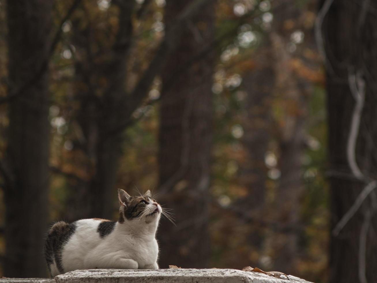 gato manchado de la calle en la calle del otoño foto