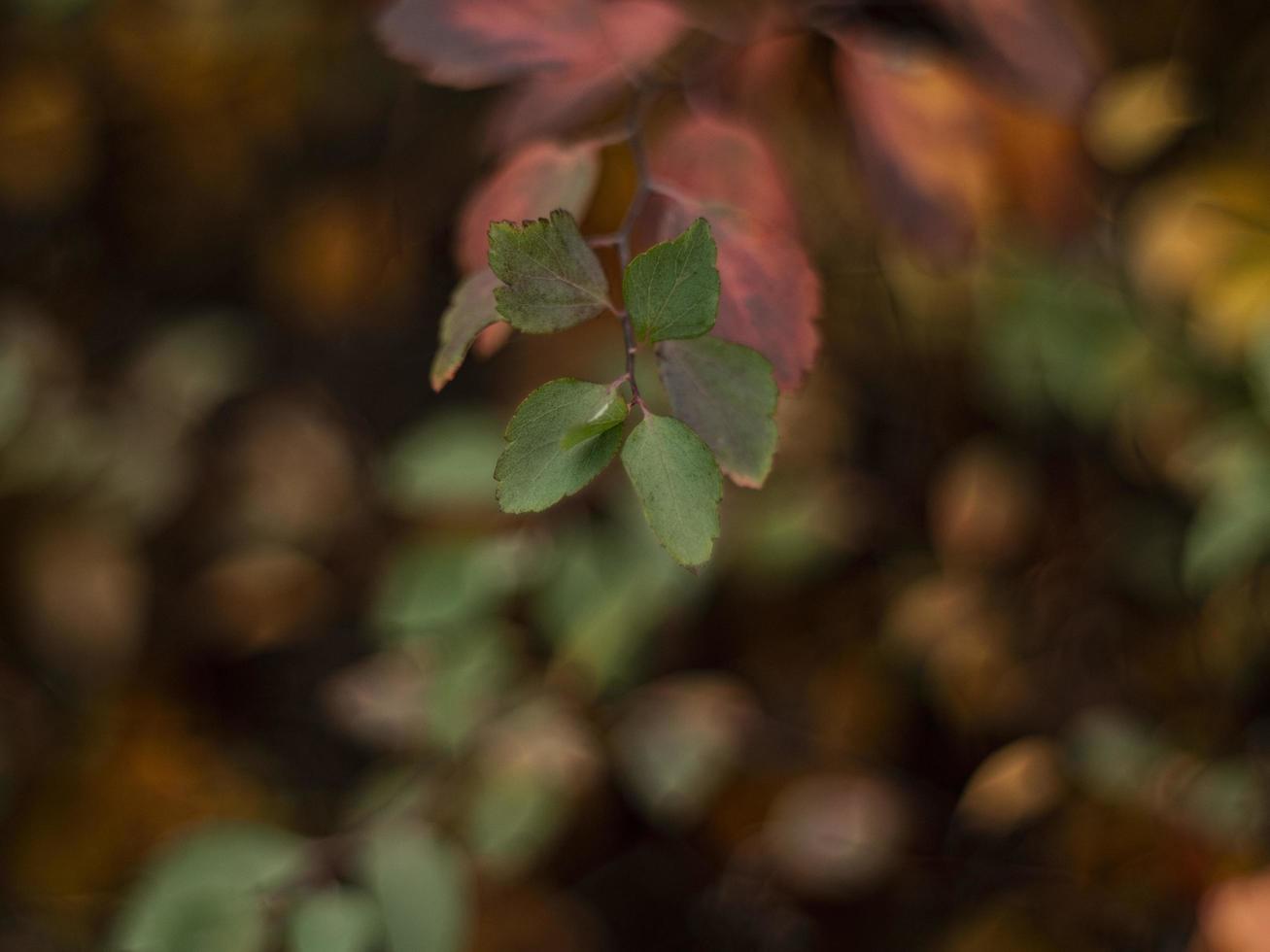 hermoso arbusto en colores otoñales. hojas de otoño rojo-verde en el arbusto foto
