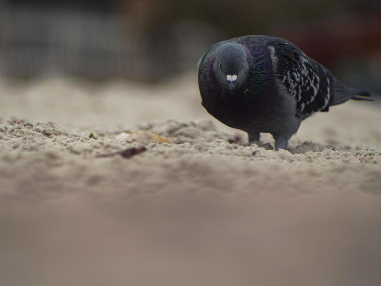 Primer plano de una paloma gris en la playa foto