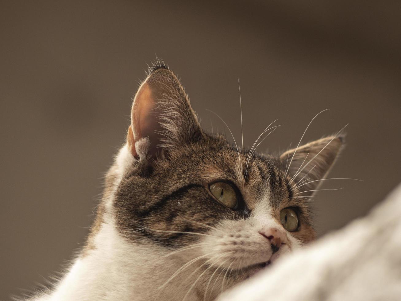 close-up spotted street cat photo