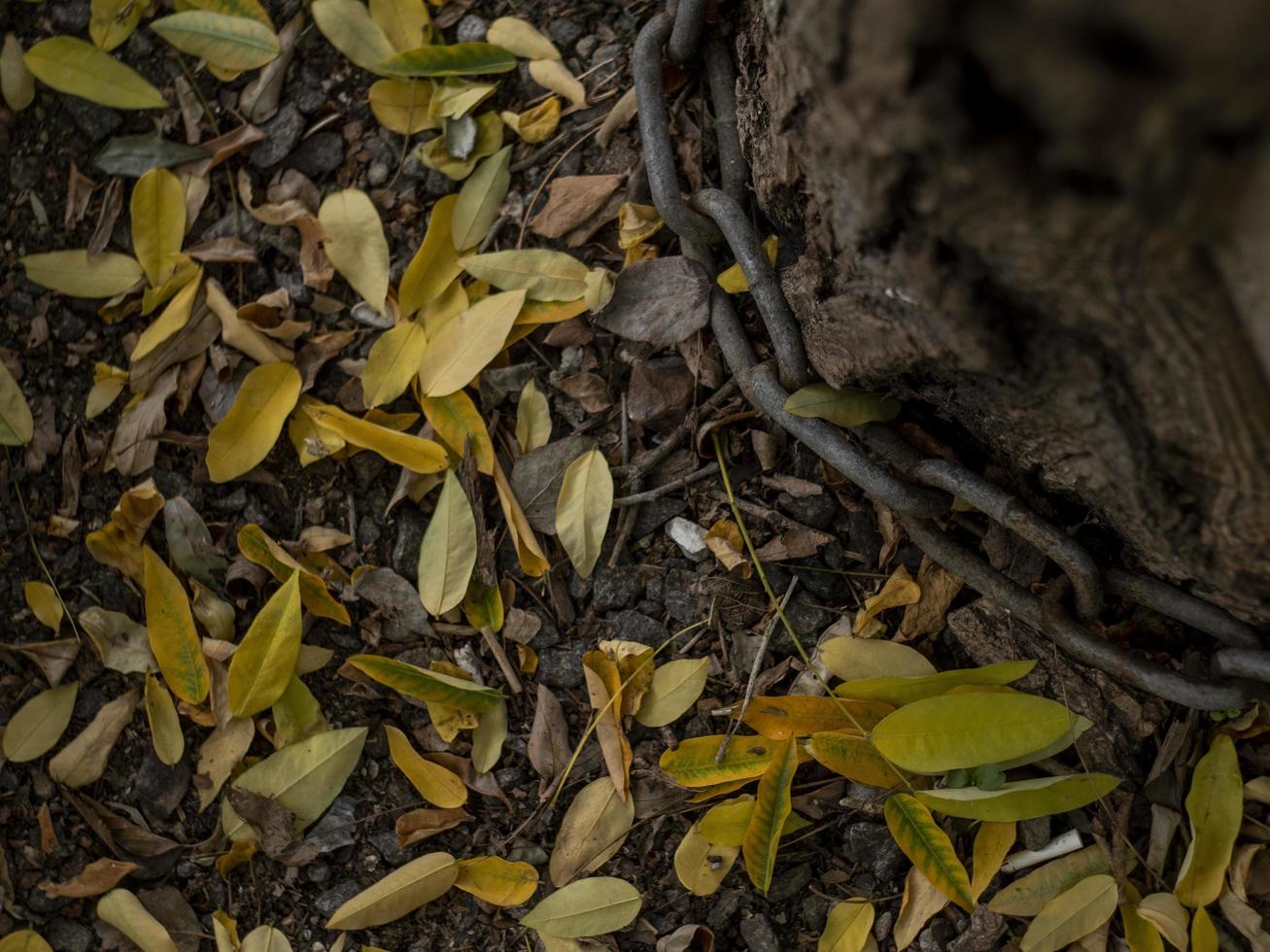 yellow autumn leaves on the ground near a tree with a metal chain photo