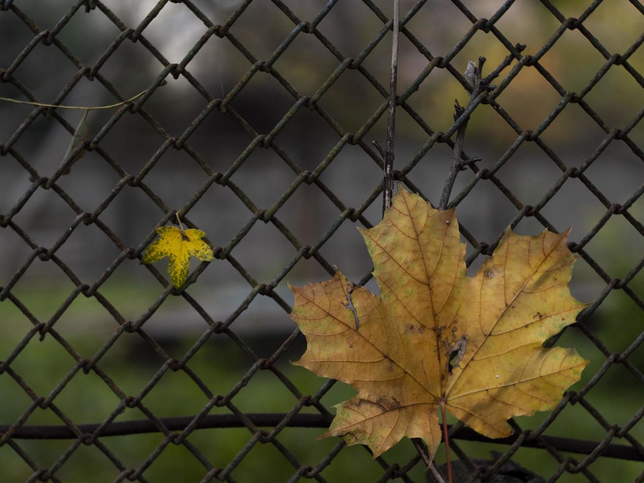 two maple leaves on the background of the fence. fall foliage photo