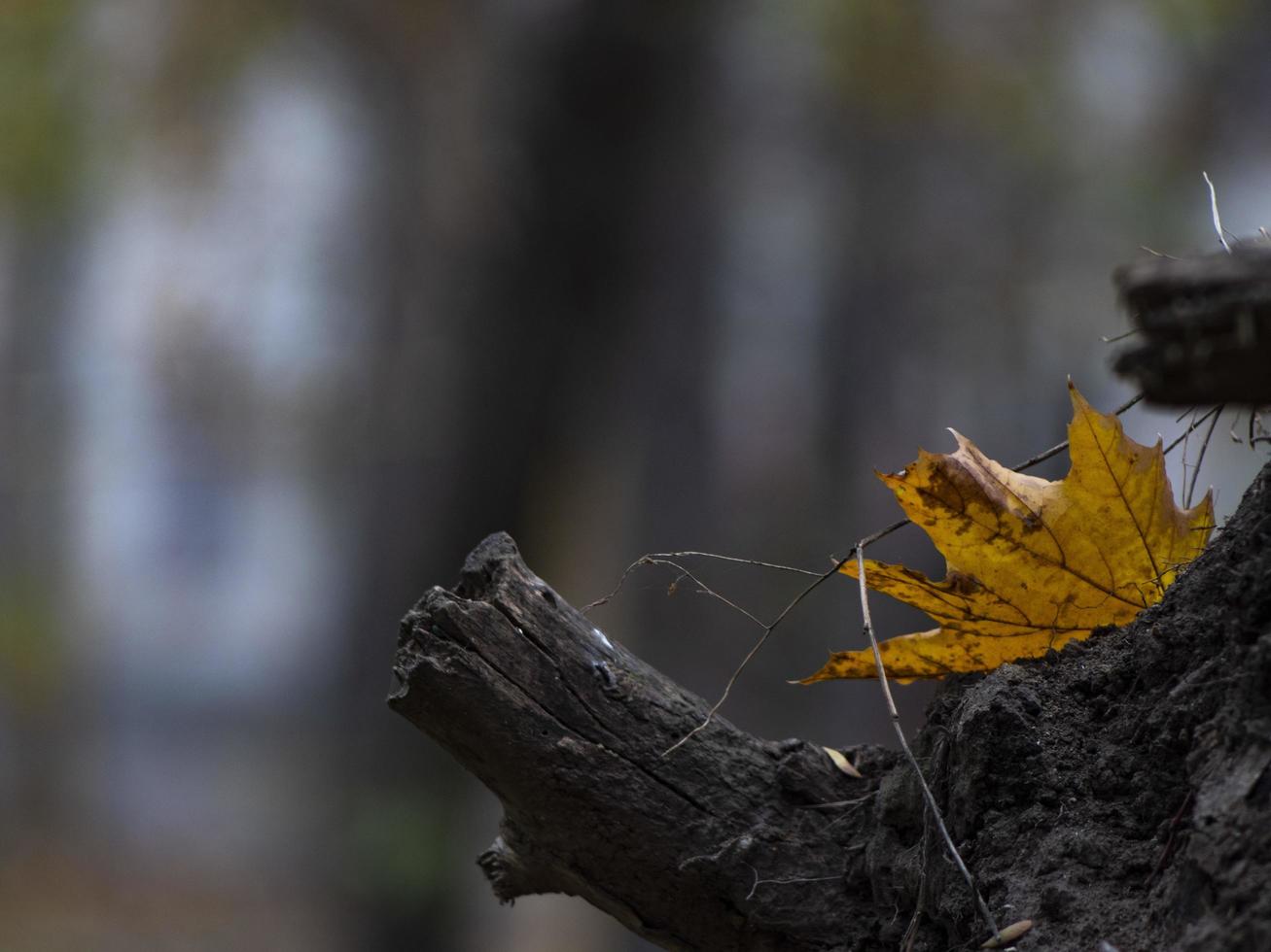 yellow maple leaf on a tree stump. autumn foliage in the forest photo