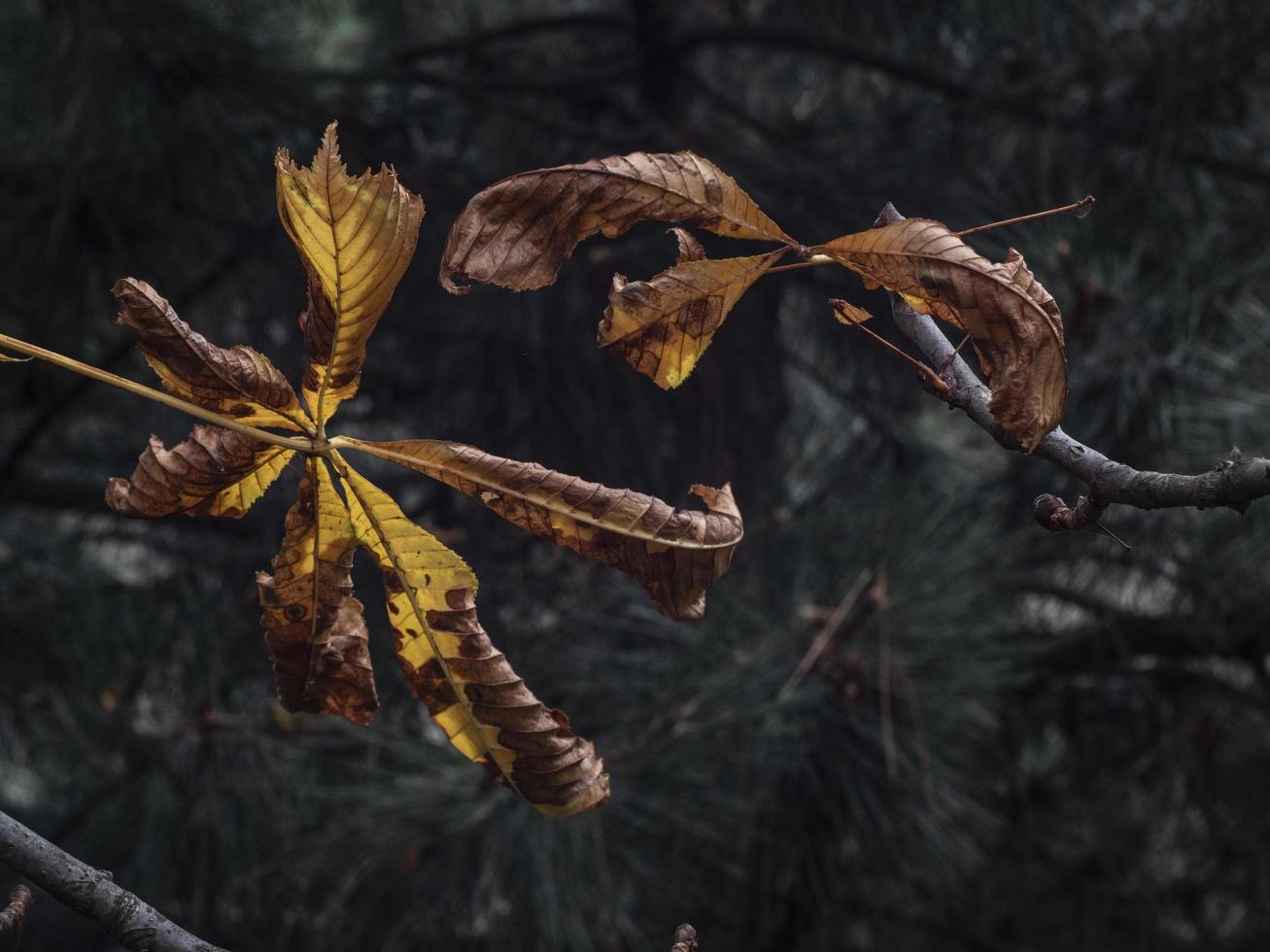 withered yellow leaves of a chestnut on a blurred pine photo