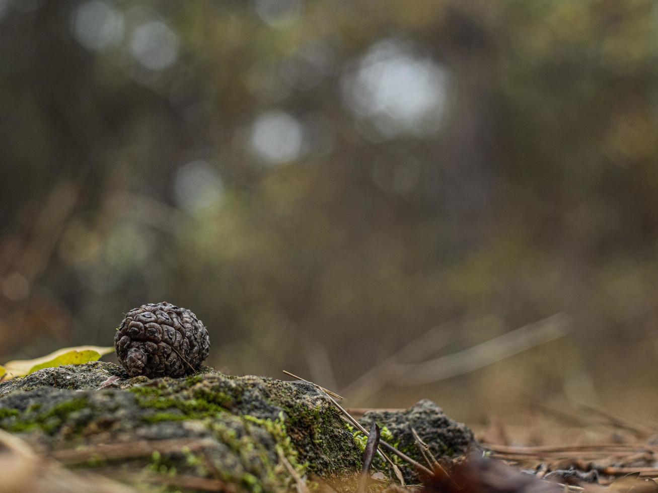 pine cone on a stone covered with moss in the forest photo