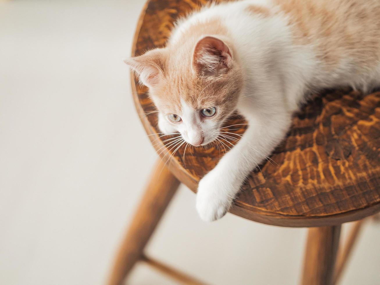 Gatito joven con hermosos ojos azules con color blanco rojo foto