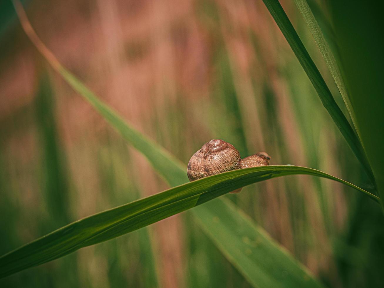 Snail In Shell Crawling On Grass Or Reed of Corn, Summer Day In Garden photo