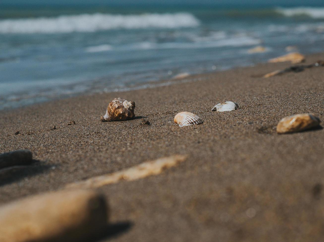 Beautiful Seashells And Sea Stones In The sand on the Sea Coast photo