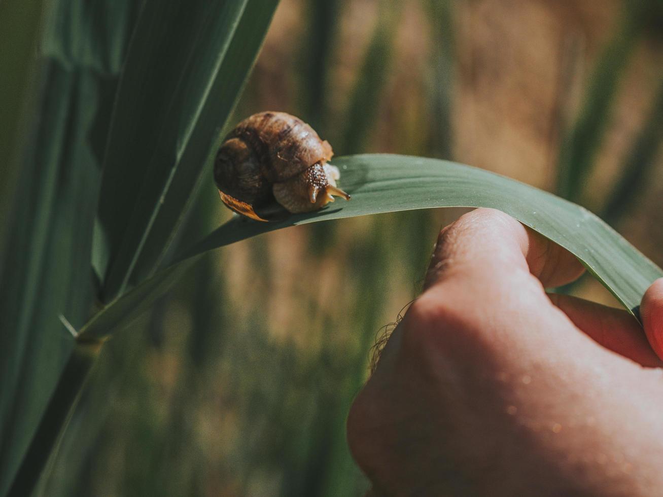 mans hand holds a green leaf on which a large snail crawls photo