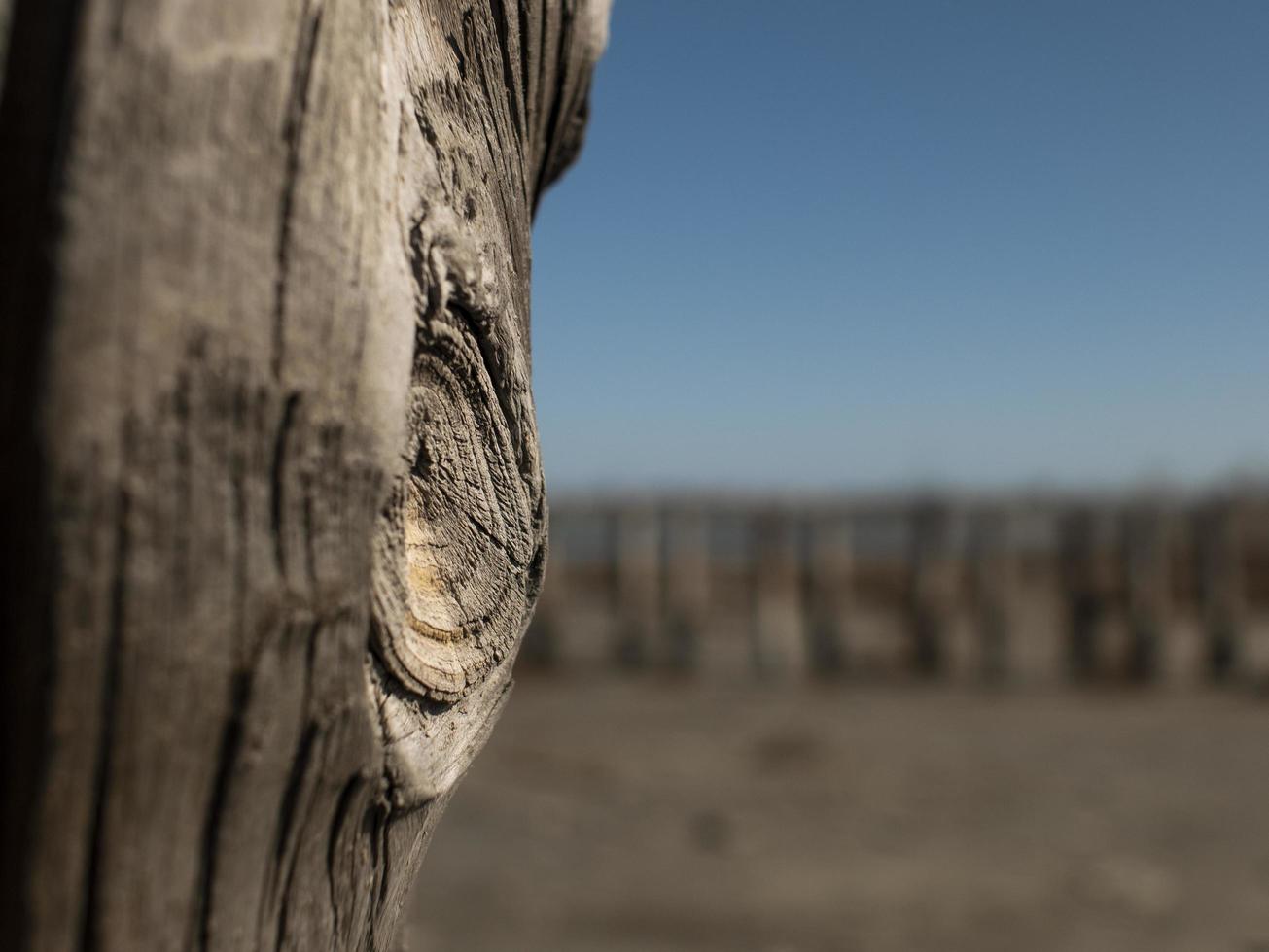 beautiful natural dry tree trunk. wooden background photo