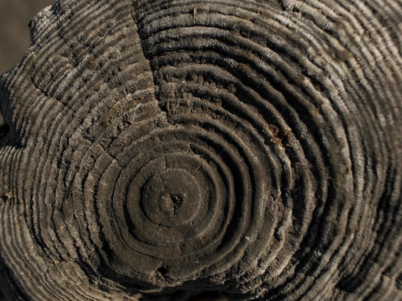 Old dry stump with moss.Wooden texture background photo