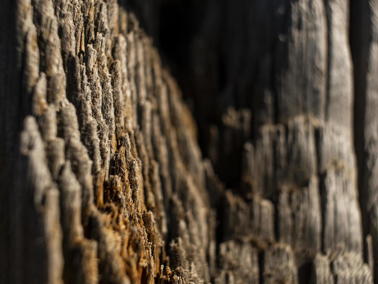 Beautiful natural wooden background. dry tree trunk.wood texture photo