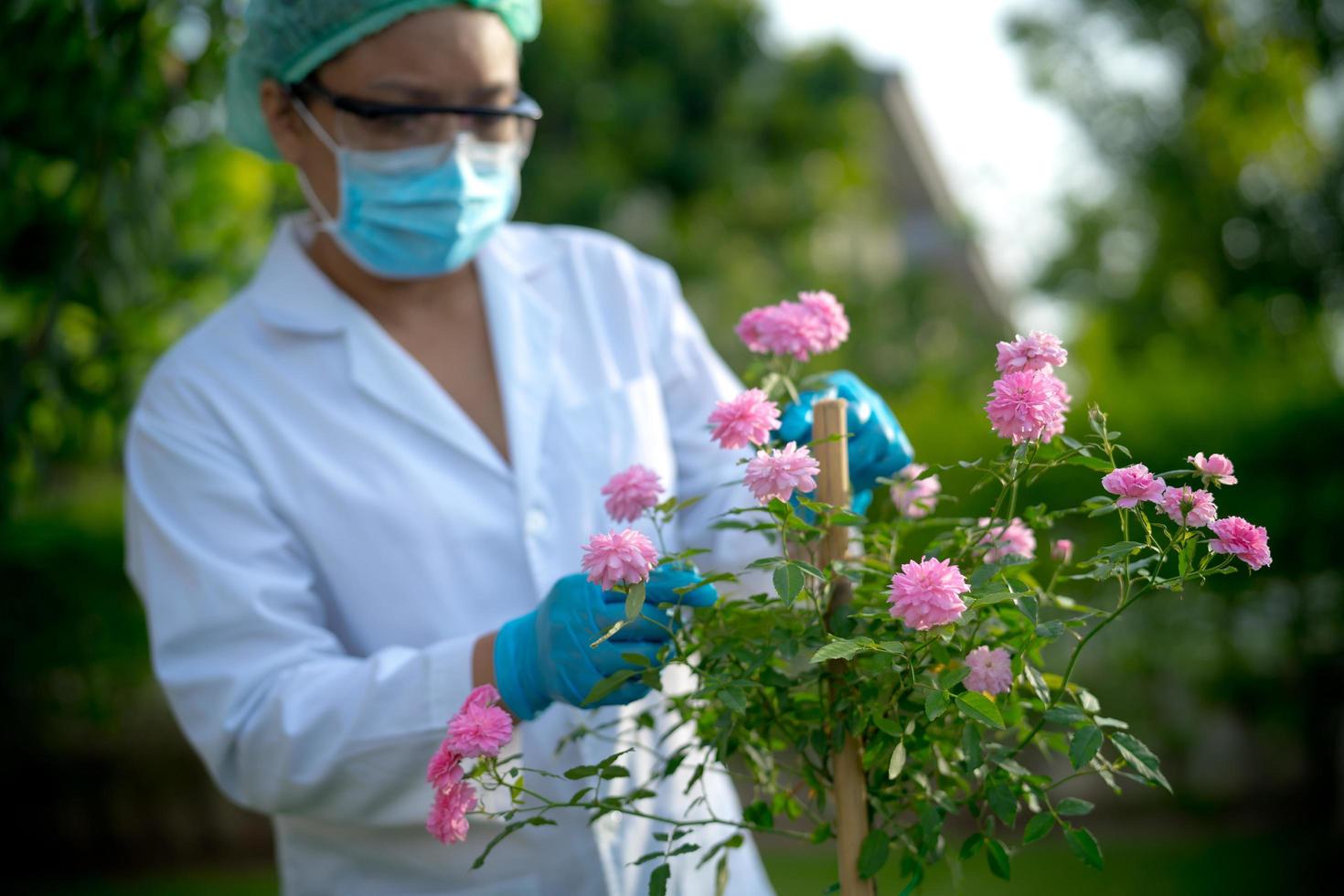 Scientists doctor checking health pink tree rose plant photo