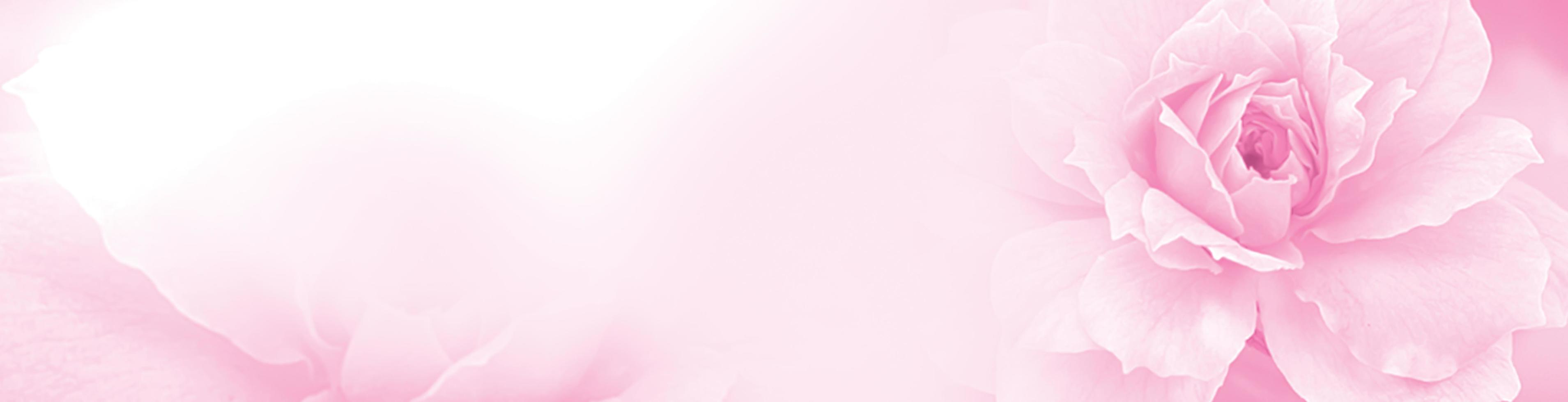 Pastel Pink red rose beautiful spring flower bloom branch background