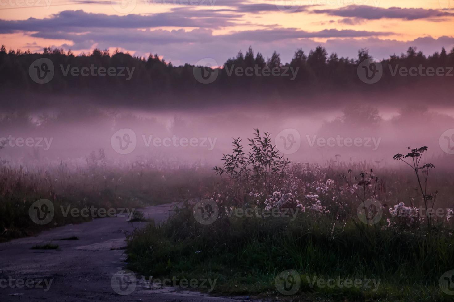 hermosa niebla rosa en el bosque al atardecer foto