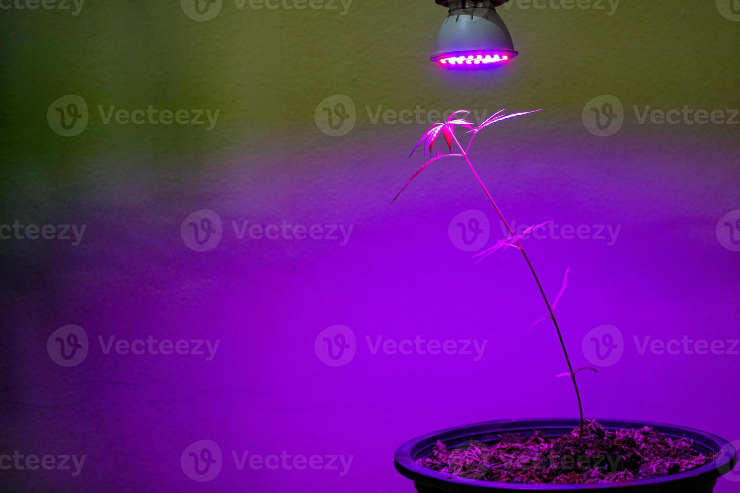 planta de cannabis joven que crece en maceta con luz de crecimiento led foto