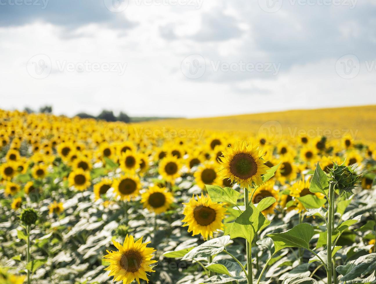 Beautiful sunflowers in the field, natural background photo