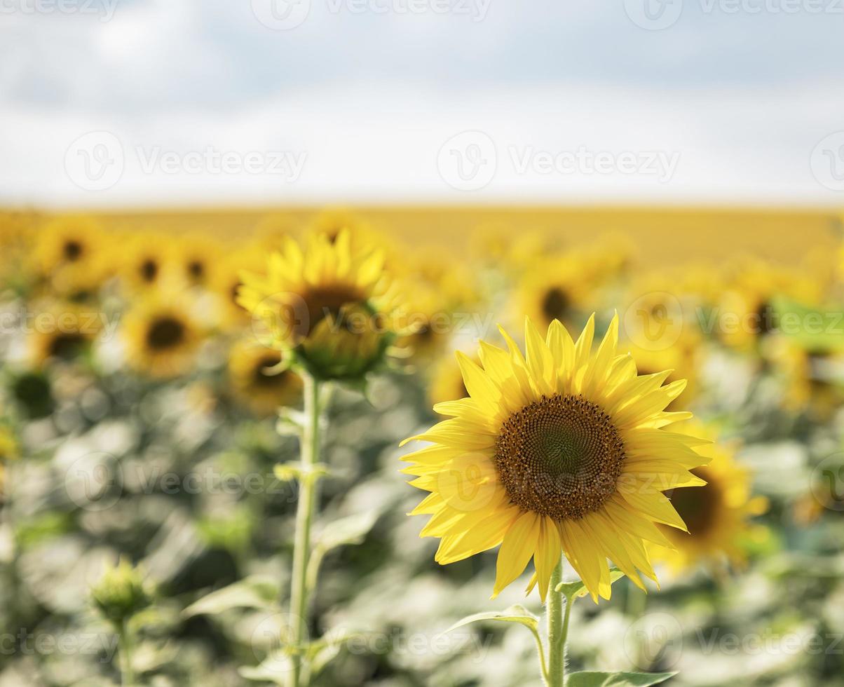 hermosos girasoles en el campo, fondo natural foto