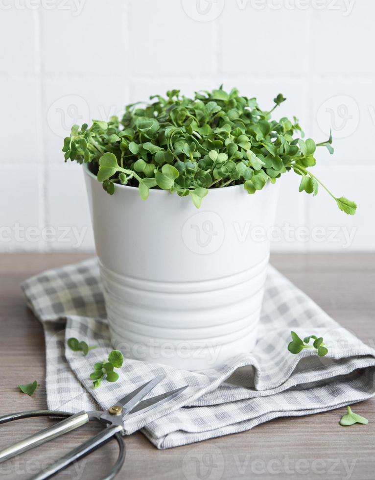 Micro greens. Sprouted Radish Seeds photo