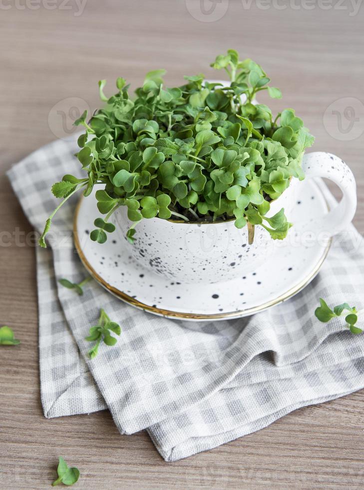 micro verdes. semillas de rábano germinadas foto