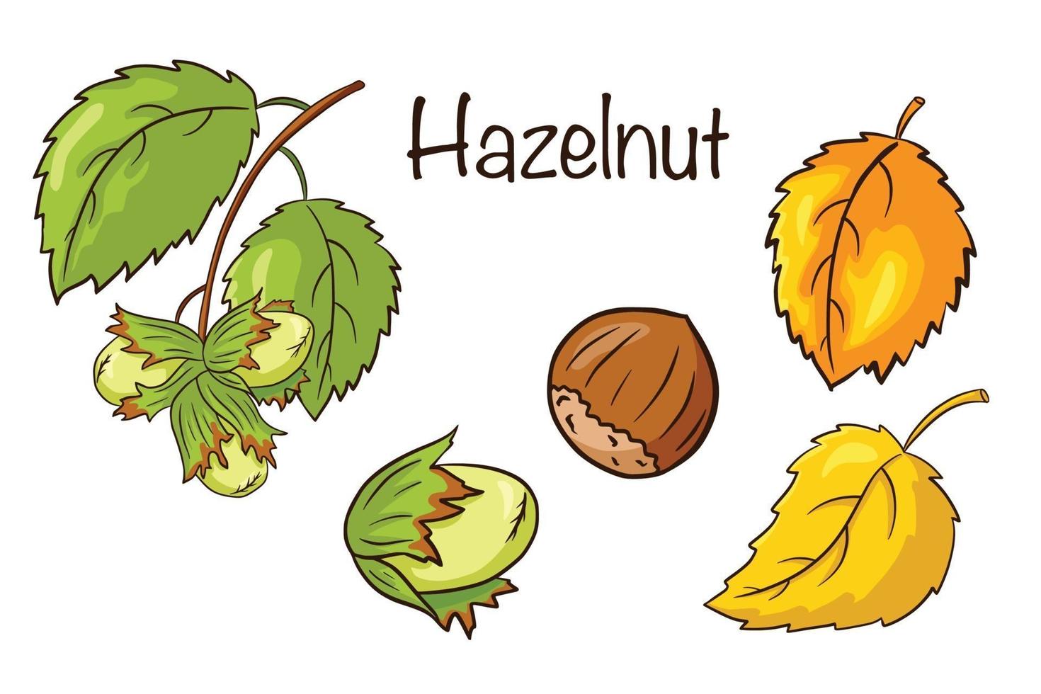 Hazelnut and Leaves Set vector
