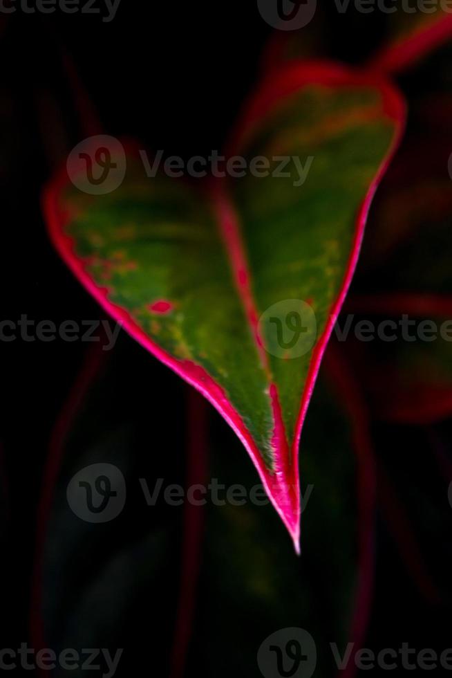 Beautiful color on leaf of Aglaonema Siam Aurora tropical houseplant photo