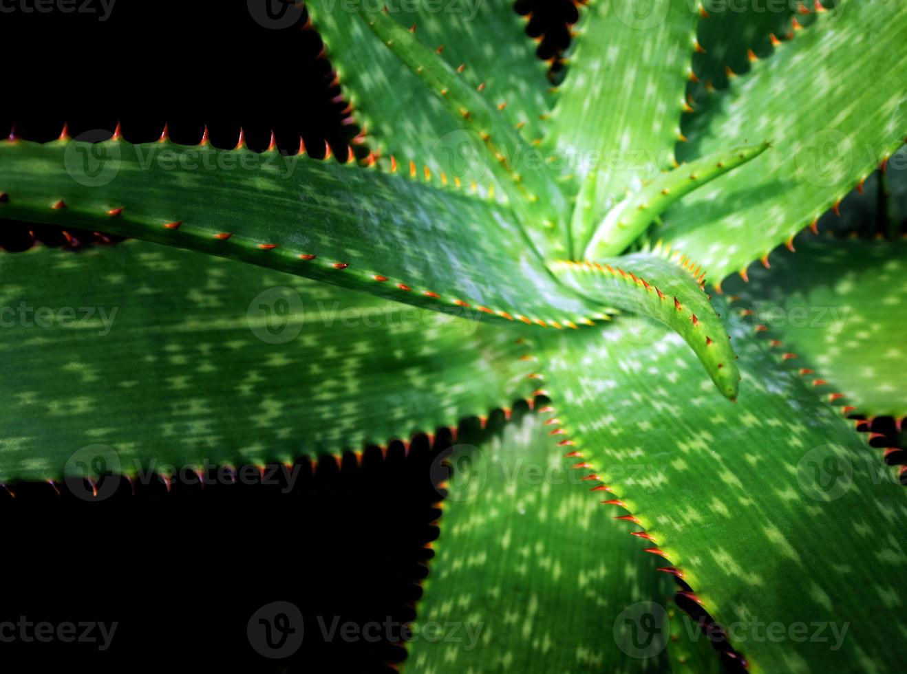 Succulent plant close-up, fresh leaves detail of Aloe plant photo