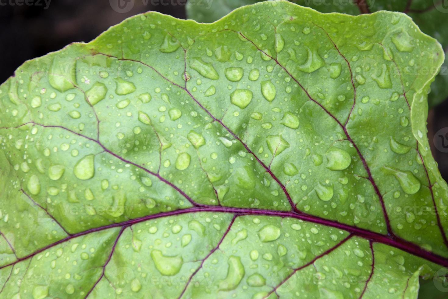 Dew drops on beet leaves photo