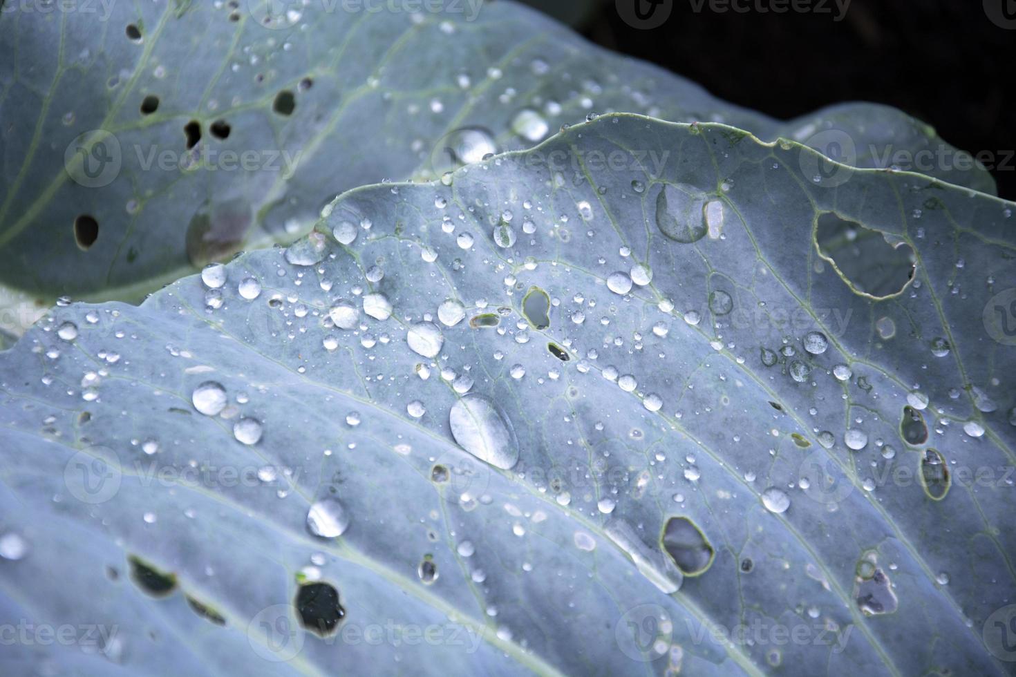 Dew drops on cabbage leaves photo