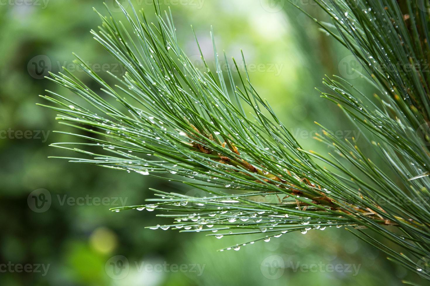 Dew drops on pine needles photo