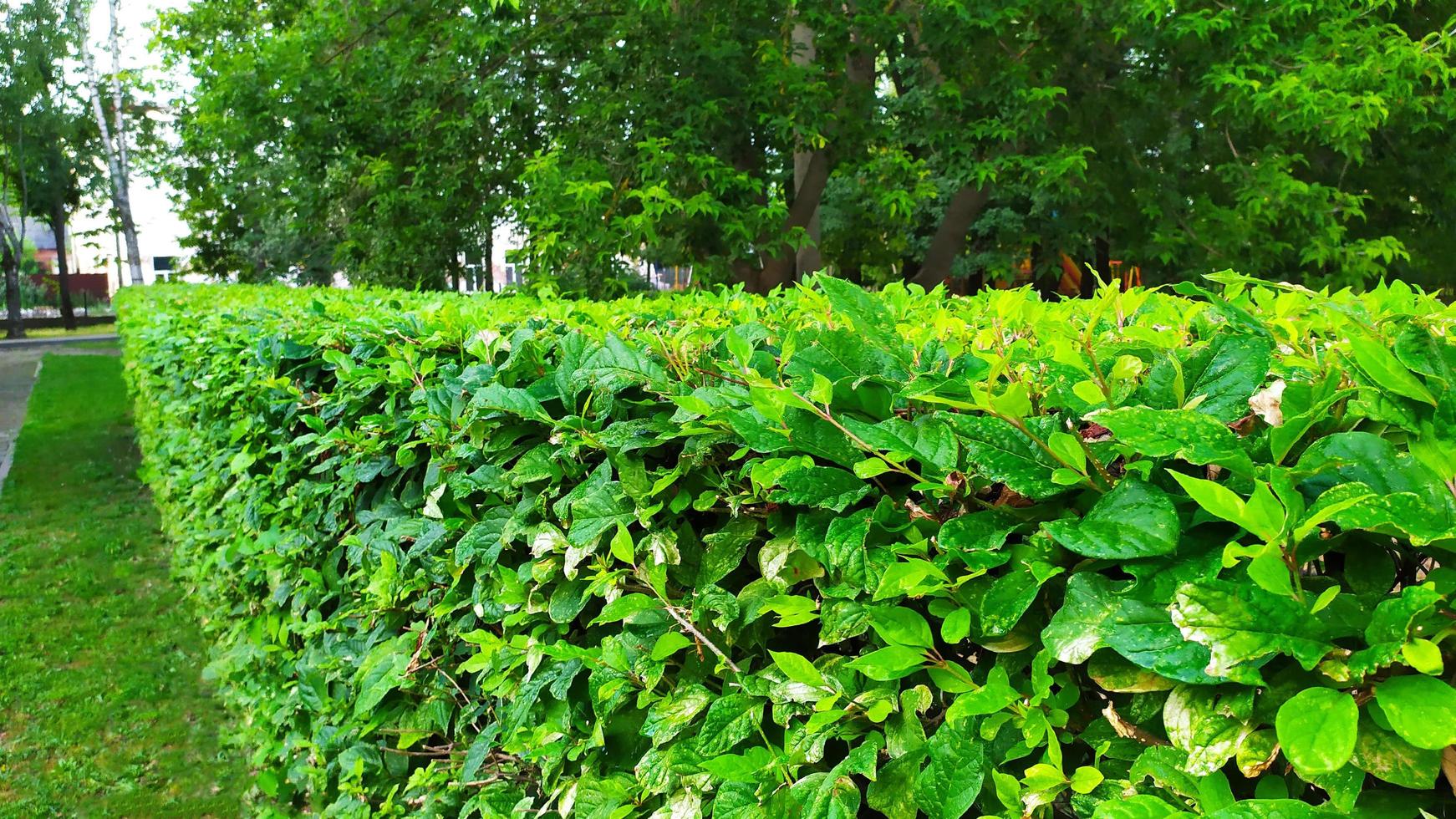 una valla hecha de arbustos verdes foto