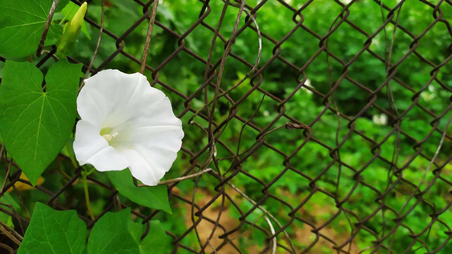 Bindweed climbs on a metal mesh photo