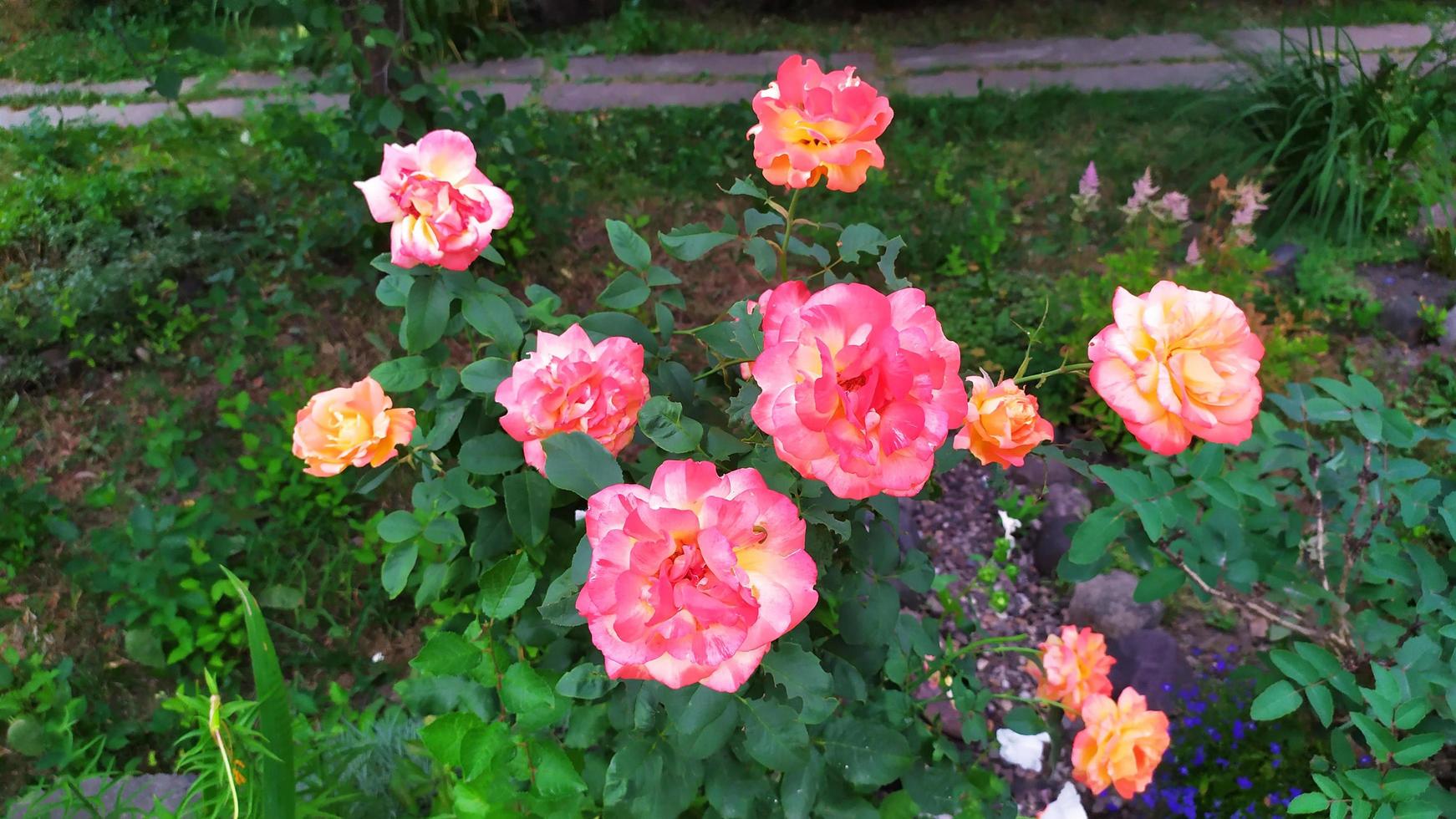 Rosal de jardín durante la floración en el jardín foto