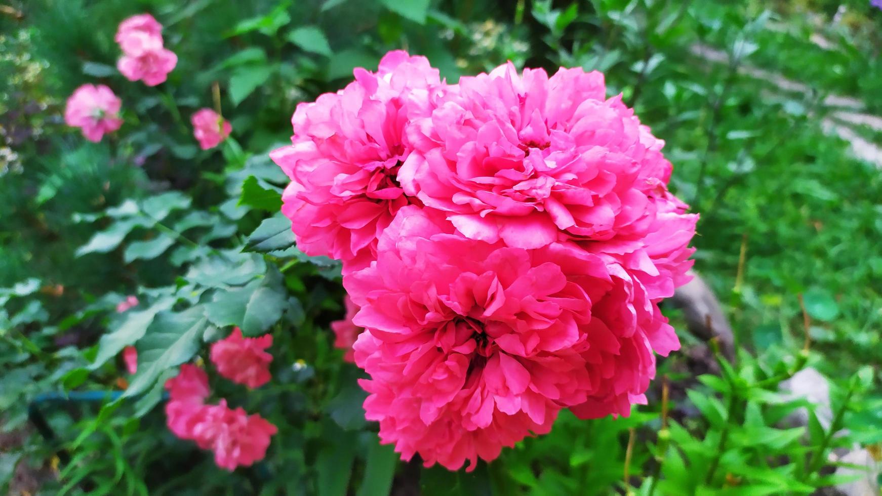 Blooming shrub in the garden in summer photo