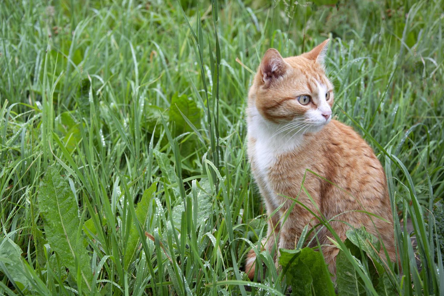 el gato está sentado en la hierba mojada foto