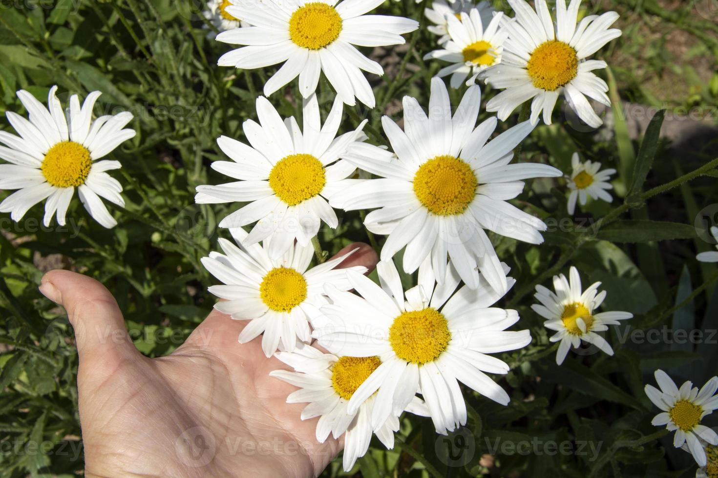 A bush of daisies in the palm of your hand photo