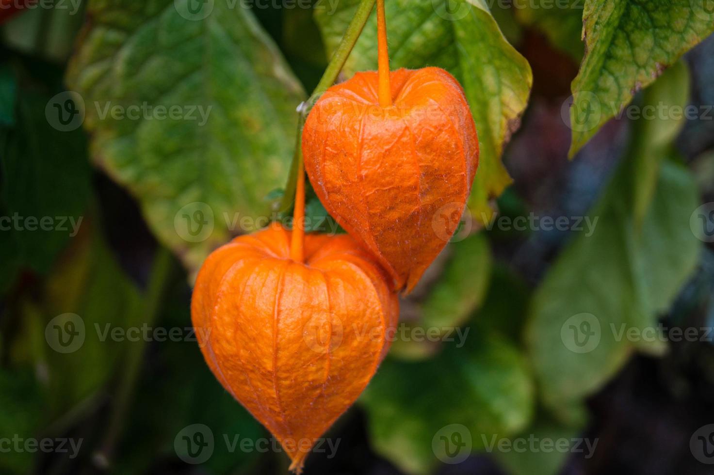 la fruta naranja physalis peruviana foto