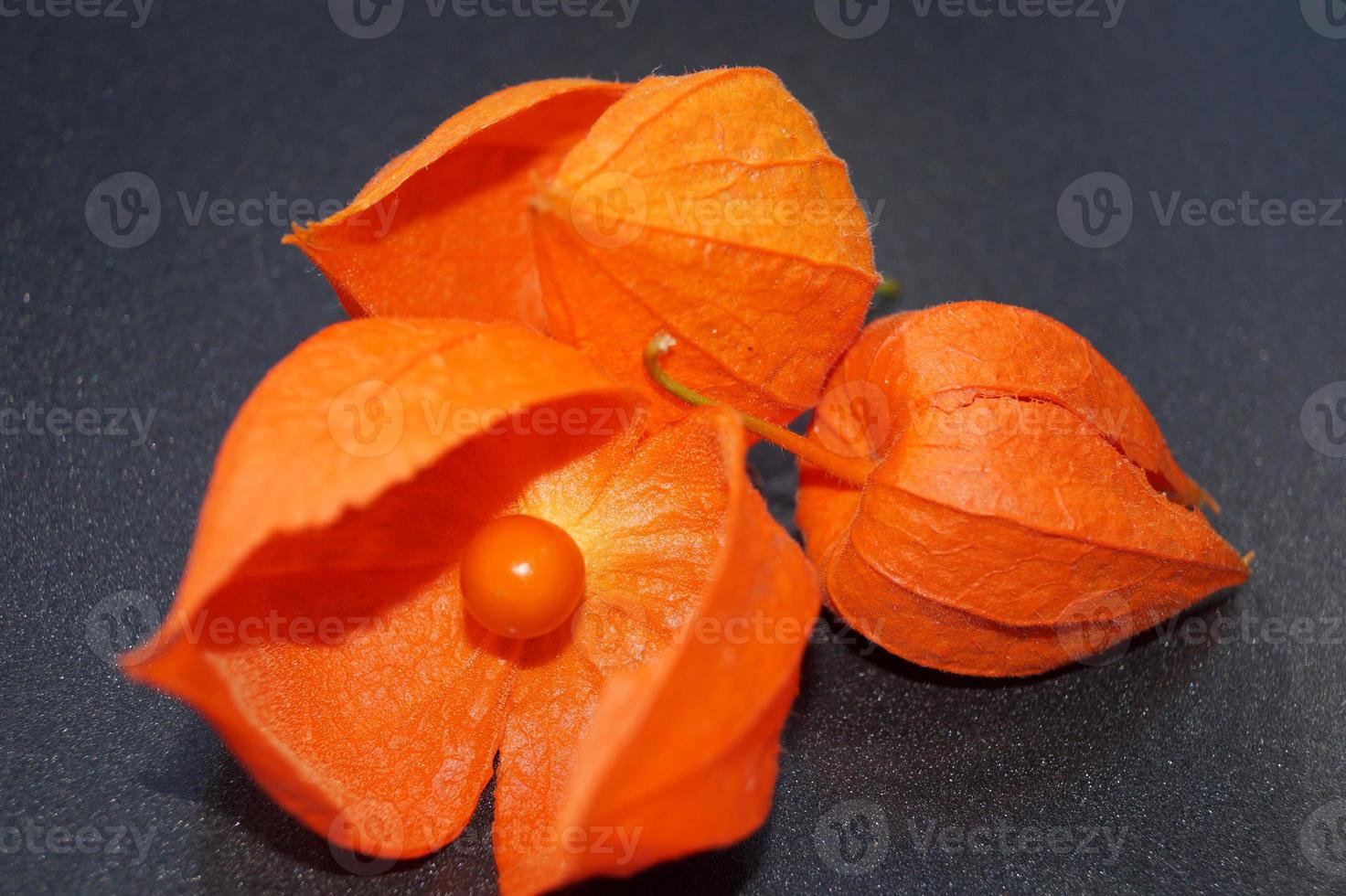 la fruta naranja physalis peruviana foto